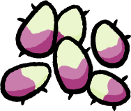 Duckroot Seed artwork