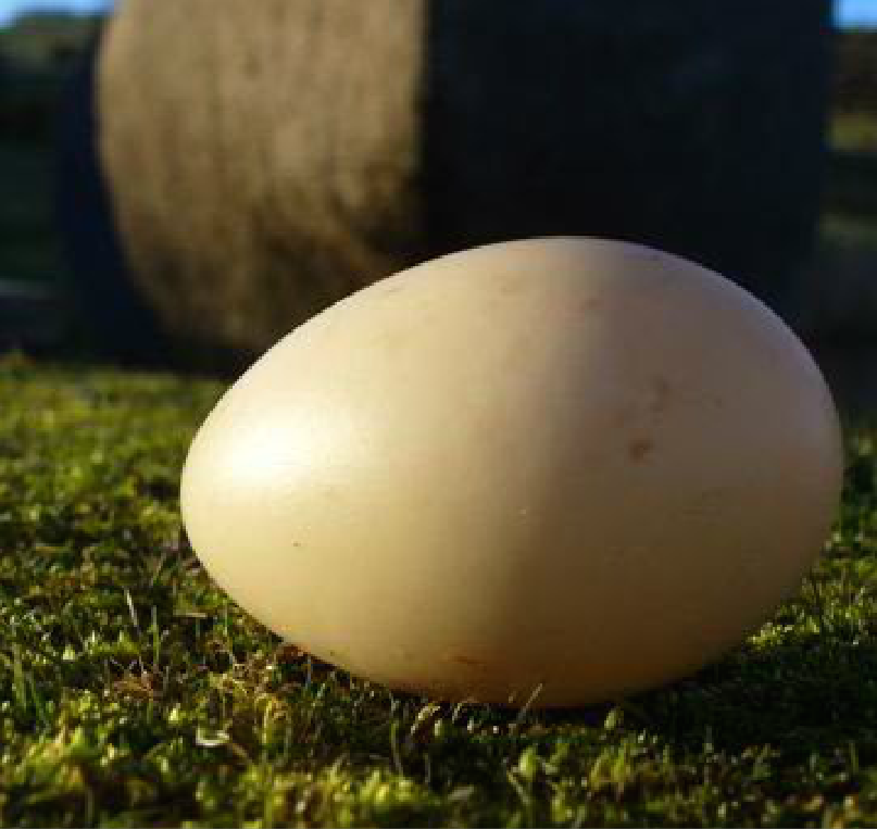 The surviving egg